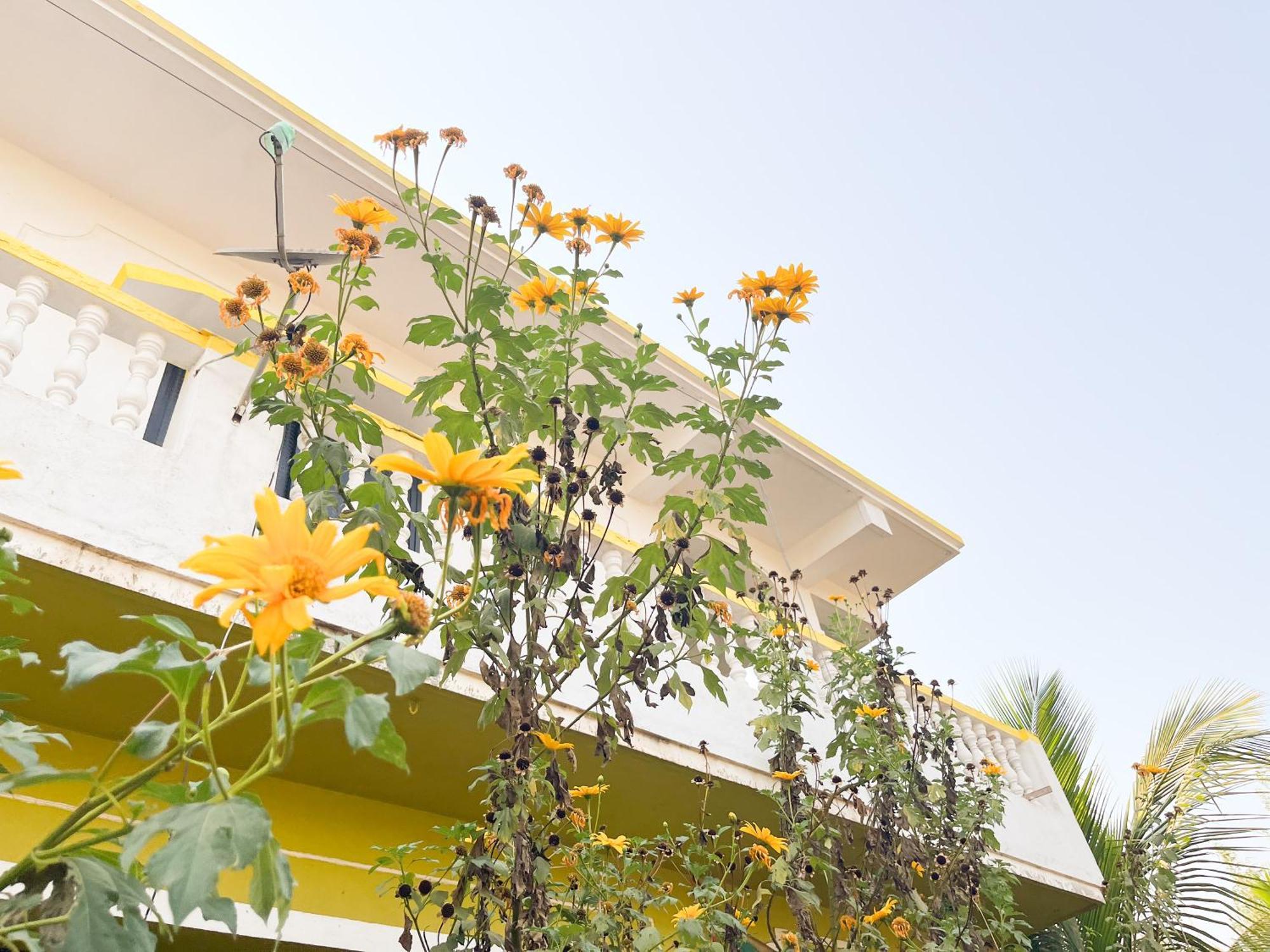 Evaddo Homes Mandrem Extérieur photo